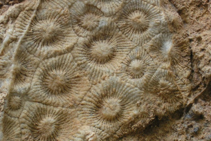 Kolonia korali w rezerwacie Wietrznia im. Zbigniewa Rubinowskiego w Kielcach