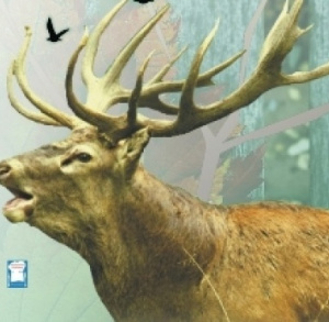 Hubertus Świętokrzyski w Kielcach