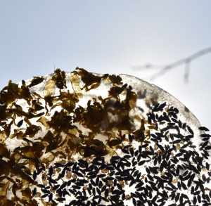 Lodowe witraże i Gdzie jest zima? -  spotkania ze sztuką