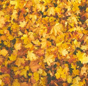 Jesień w Ogrodzie Botanicznym