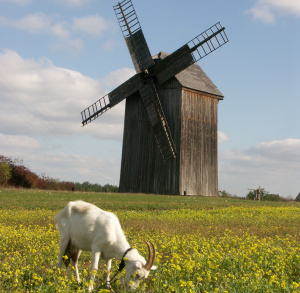 Rodzinna niedziela w skansenie. Machaj wędą, ryby będą oraz Kiermasz Sztuki Ludowej.