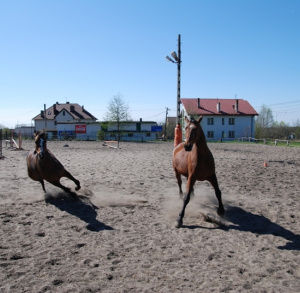 Stud farm in Kurozwęki