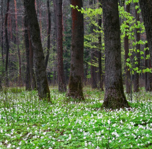 The Cisowsko-Orłowiński Landscape Park – Power of Nature
