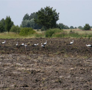 Łopuszno