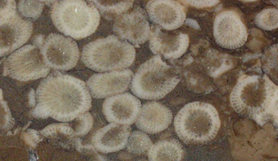 Kolonia korali dewońskich