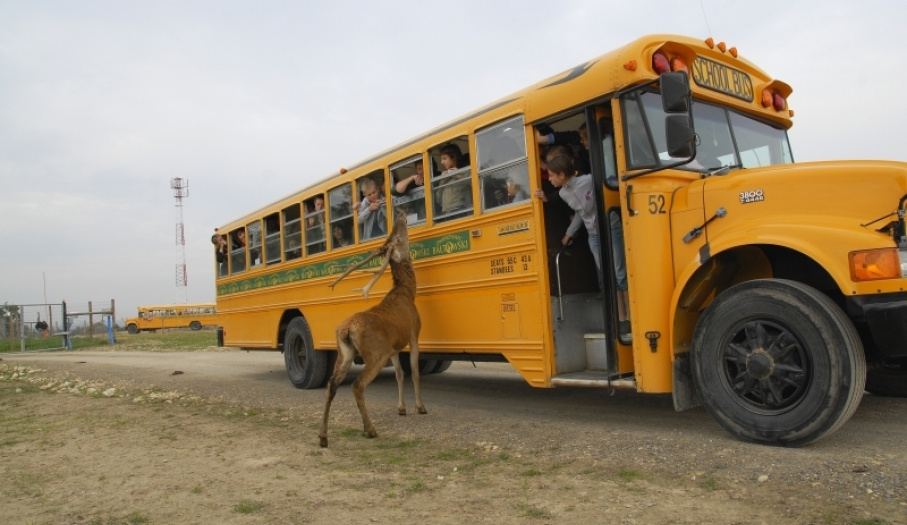 Safari school oryginalnym amerykańskim school busem