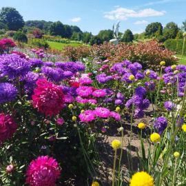 ZAPRASZAMY DO OGRODU BOTANICZNEGO