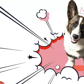 DUO CACIB KIELCE – Międzynarodowe Wystawy Psów Rasowych 29 - 30 LISTOPADA